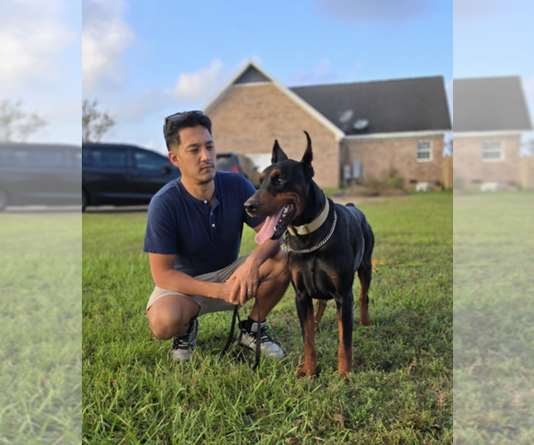 Medium Photo #3 Doberman Pinscher Breeder Profile in FORT LAUDERDALE, FL, USA