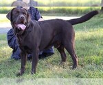 Small Photo #2 Labrador Retriever Breeder Profile in HYDE PARK, VT, USA