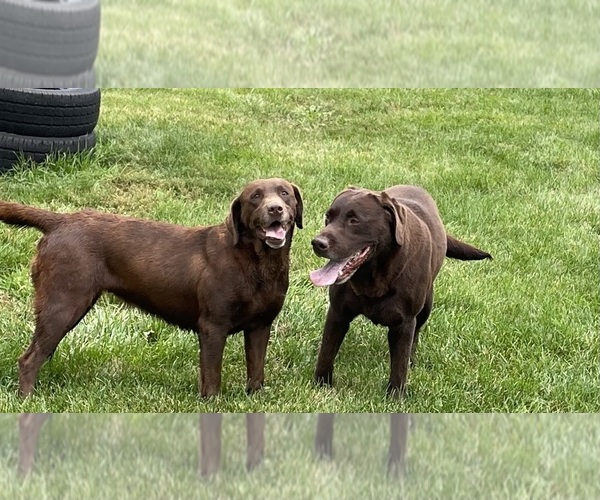 Medium Photo #1 Labrador Retriever Breeder Profile in WAUSEON, OH, USA