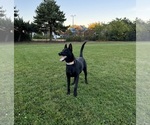 Small Photo #4 Belgian Malinois Breeder Profile in MENASHA, WI, USA