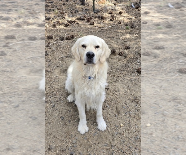 Medium Photo #1 English Cream Golden Retriever Breeder Profile in JUNCTION CITY, OR, USA