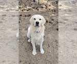 Small Photo #1 English Cream Golden Retriever Breeder Profile in JUNCTION CITY, OR, USA