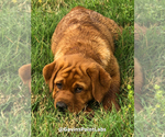 Small Photo #9 Labrador Retriever Breeder Profile in BLUFF DALE, TX, USA