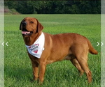 Small Photo #5 Labrador Retriever Breeder Profile in BLUFF DALE, TX, USA