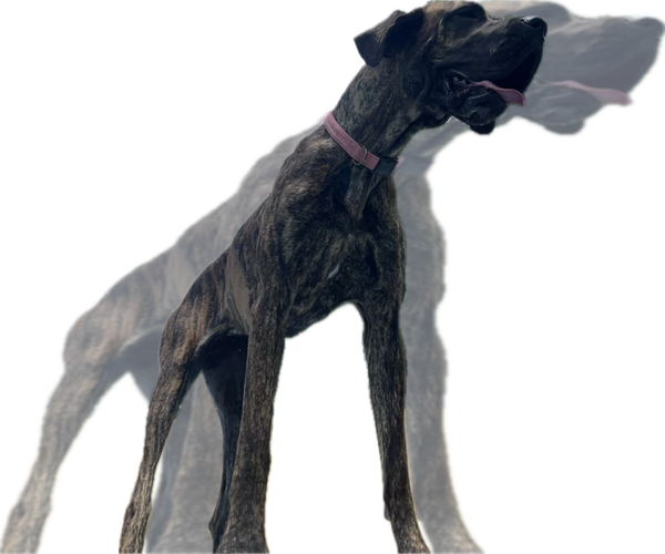Medium Photo #5 Great Dane Breeder Profile in WILLIS, TX, USA