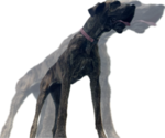 Small Photo #5 Great Dane Breeder Profile in WILLIS, TX, USA