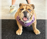 Small Photo #5 Bulldog Breeder Profile in LOCUST, NC, USA