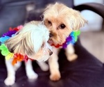 Small Photo #1 Yorkshire Terrier Breeder Profile in CONVERSE, TX, USA