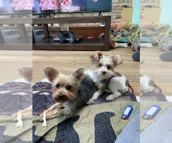 Medium Photo #1 Yorkshire Terrier Breeder Profile in MOUNT PLEASANT, MI, USA