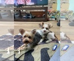Small Photo #1 Yorkshire Terrier Breeder Profile in MOUNT PLEASANT, MI, USA