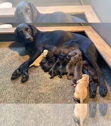 Mother's photo