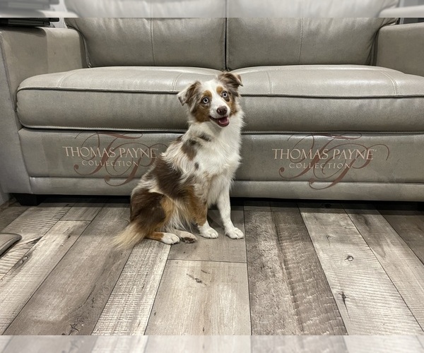 Medium Photo #1 Miniature Australian Shepherd Breeder Profile in TERRELL, TX, USA