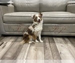 Small Photo #2 Miniature Australian Shepherd Breeder Profile in TERRELL, TX, USA