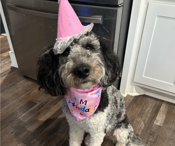 Medium Photo #3 Bernedoodle Breeder Profile in LUBBOCK, TX, USA