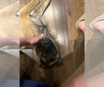 Small Photo #7 Belgian Malinois Breeder Profile in ATHENS, AL, USA