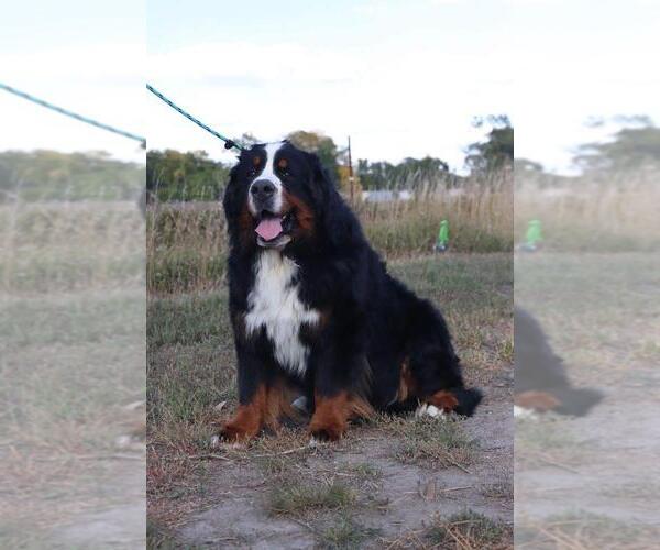Medium Photo #1 Bernese Mountain Dog Breeder Profile in BAYARD, NE, USA