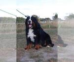 Small Photo #1 Bernese Mountain Dog Breeder Profile in BAYARD, NE, USA