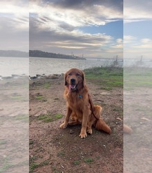 Father's photo