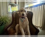 Small Photo #2 Goldendoodle mix (+ Poodle Standard) Breeder Profile in GR BLANC, MI, USA