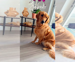 Small Photo #6 English Cream Golden Retriever Breeder Profile in DEERFIELD BEACH, FL, USA