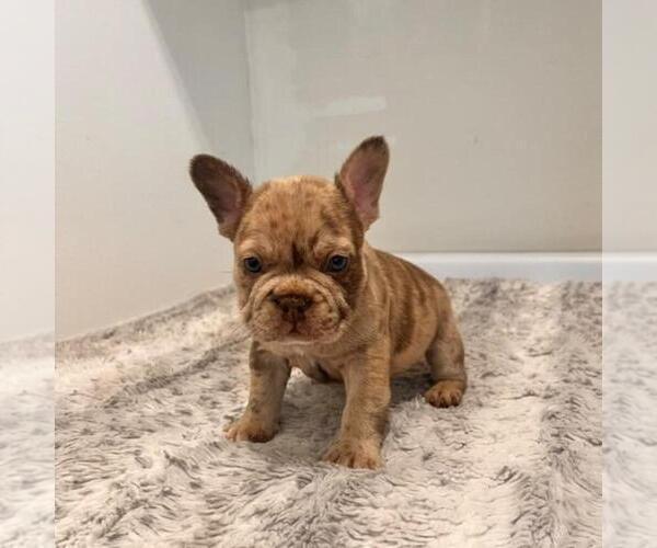 Medium Photo #2 French Bulldog Breeder Profile in SAN DIEGO, CA, USA