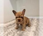 Small Photo #2 French Bulldog Breeder Profile in SAN DIEGO, CA, USA