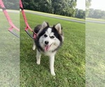 Small Photo #12 Pomsky Breeder Profile in VENUS, PA, USA