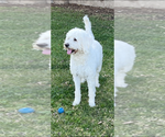 Small Photo #1 Labradoodle Breeder Profile in VALENCIA, CA, USA