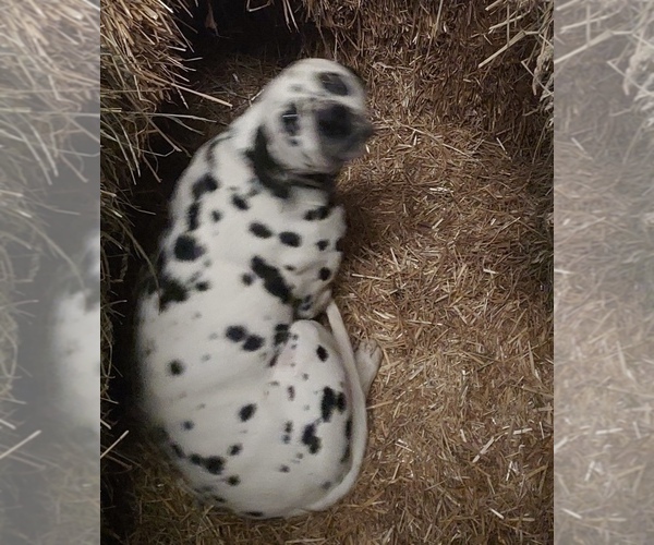 Medium Photo #1 Dalmatian Breeder Profile in ADDISON, IL, USA