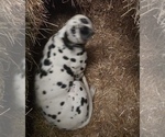 Small Photo #1 Dalmatian Breeder Profile in ADDISON, IL, USA