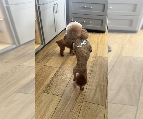 Medium Photo #2 Poodle (Toy) Breeder Profile in MADERA, CA, USA