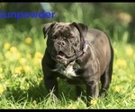 Small Photo #1 Olde English Bulldogge Breeder Profile in CHETEK, WI, USA