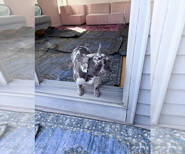 Medium Photo #5 French Bulldog Breeder Profile in NARRAGANSETT, RI, USA