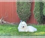 Small Photo #17 Samoyed Breeder Profile in DALY CITY, CA, USA
