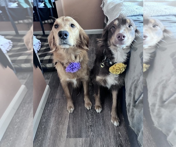 Medium Photo #3 Golden Retriever Breeder Profile in HARRISON, OH, USA
