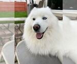 Small Photo #5 Samoyed Breeder Profile in DALY CITY, CA, USA