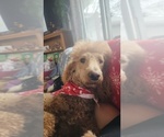 Small Photo #5 Goldendoodle Breeder Profile in RICHMOND, MO, USA