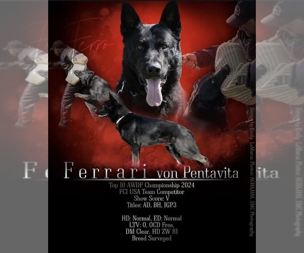 Medium Photo #1 German Shepherd Dog Breeder Profile in LAKE ELSINORE, CA, USA