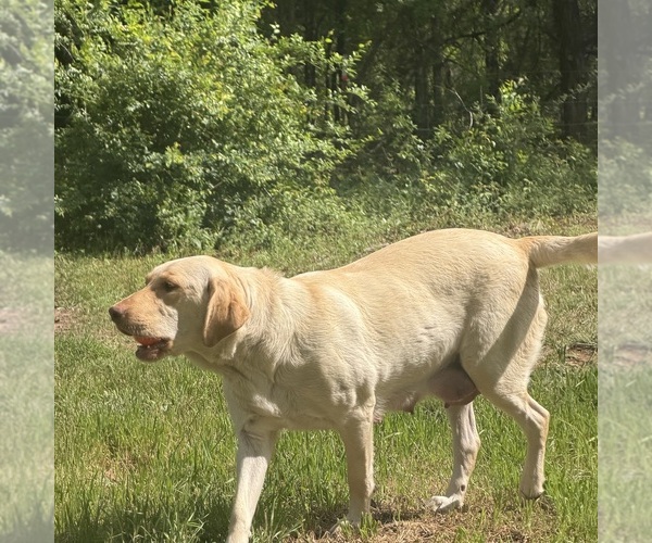 Medium Photo #1 Labrador Retriever Breeder Profile in WHITNEY, TX, USA