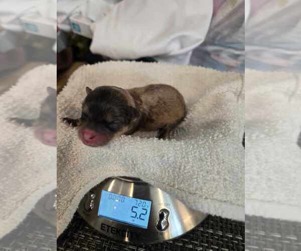 Medium Photo #10 Pomeranian Breeder Profile in MENIFEE, CA, USA