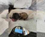Small Photo #10 Pomeranian Breeder Profile in MENIFEE, CA, USA