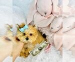Small Photo #2 Morkie Breeder Profile in PEMBROKE PINES, FL, USA