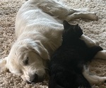 Small Photo #3 English Cream Golden Retriever Breeder Profile in PLYMOUTH, CA, USA