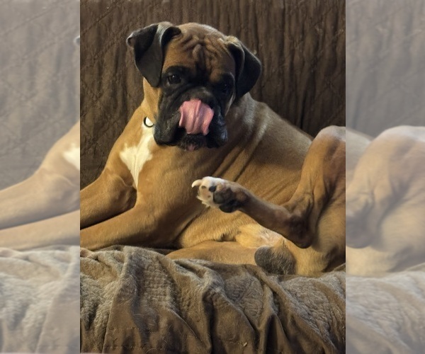 Medium Photo #5 Boxer Breeder Profile in LANSING, MI, USA
