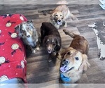 Small Photo #2 Golden Retriever Breeder Profile in HARRISON, OH, USA
