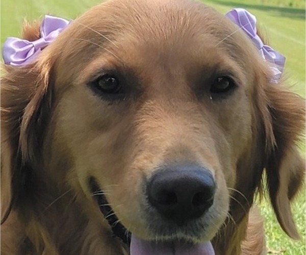 Medium Photo #5 Golden Retriever Breeder Profile in SPARTA, NC, USA