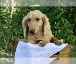 Small Photo #2 Dachshund Breeder Profile in MARSHFIELD, MO, USA