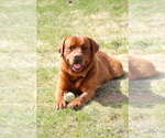 Small Photo #1 Labrador Retriever Breeder Profile in HYDE PARK, VT, USA