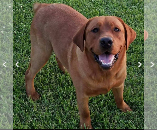 Medium Photo #2 Labrador Retriever Breeder Profile in BLUFF DALE, TX, USA