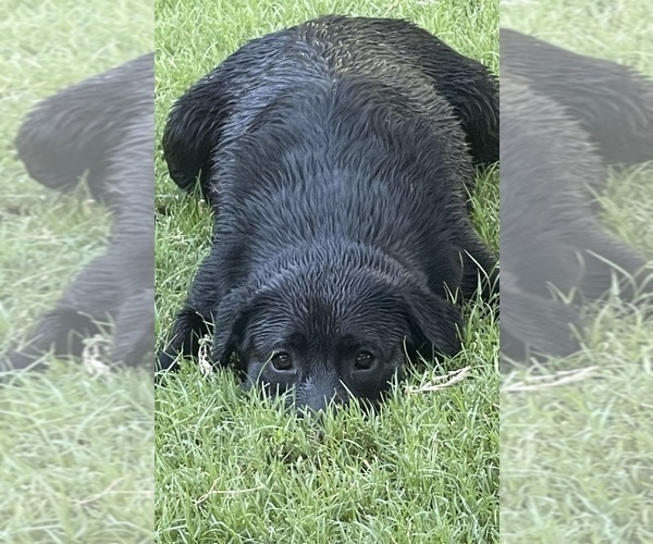 Medium Photo #2 Labrador Retriever Breeder Profile in BROWNS VALLEY, CA, USA